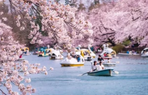 Kichijoji parc inokashira hanami